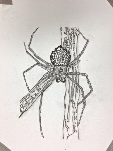 Doodled Spider Doodled Spider